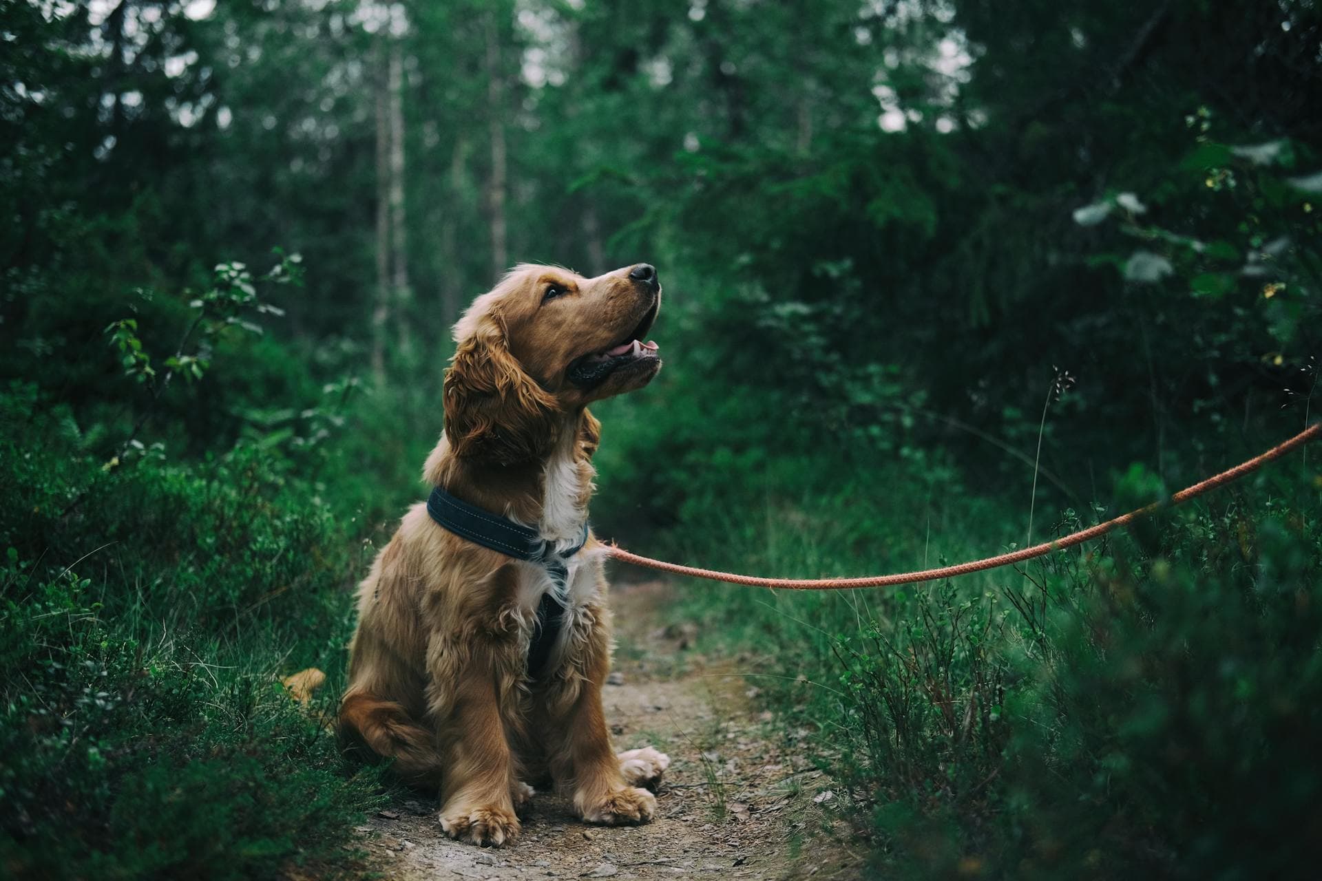 Chien heureux dans la nature
